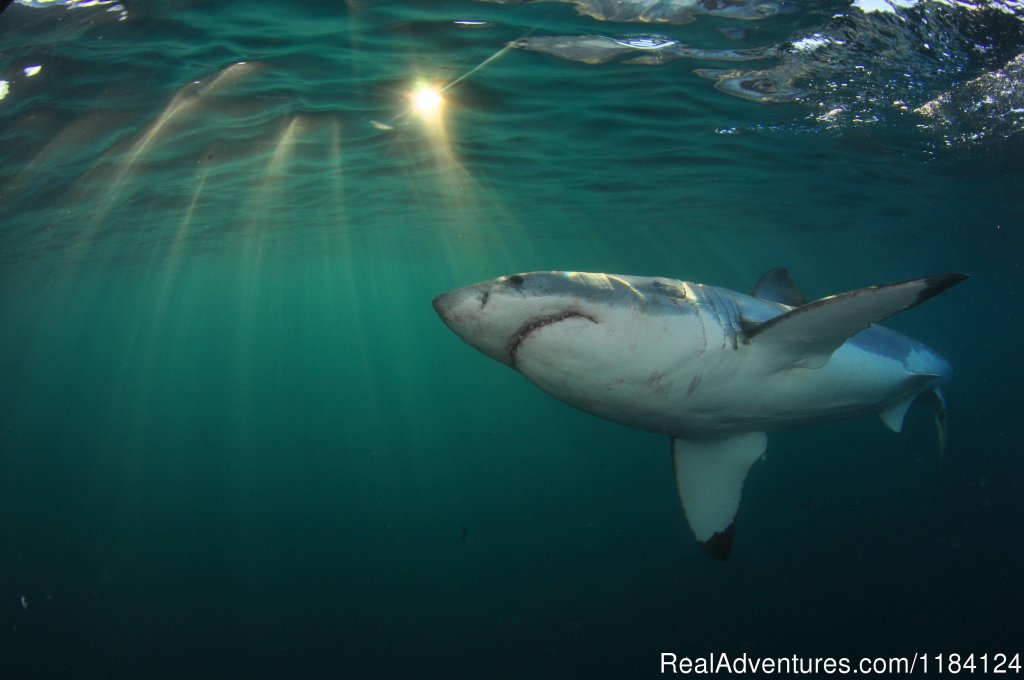 Amazing shot of the Great White Under Water | Shark Cage Diving in South Africa | Kleinbaai, South Africa | Wildlife & Safari Tours | Image #1/8 | 