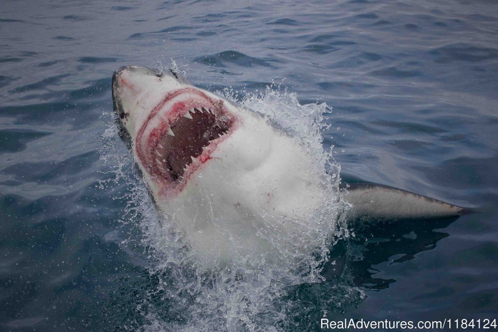 A Half Breach by a Great White Shark | Shark Cage Diving in South Africa | Image #6/8 | 