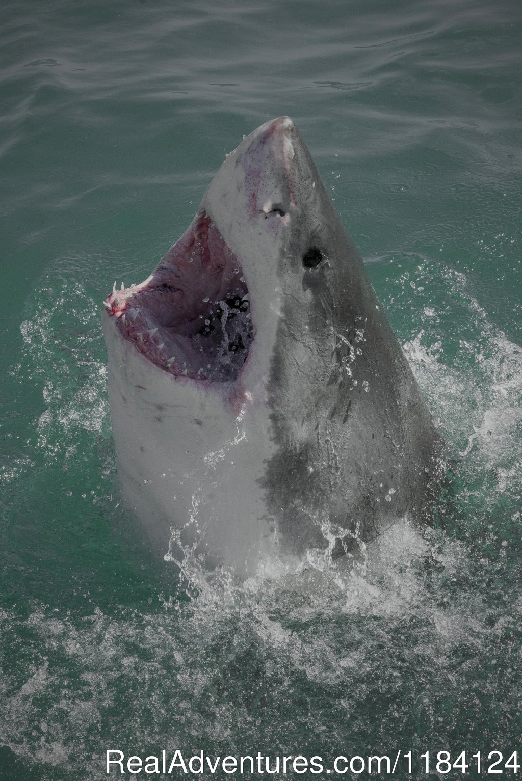 Great White Shark | Shark Cage Diving in South Africa | Image #7/8 | 