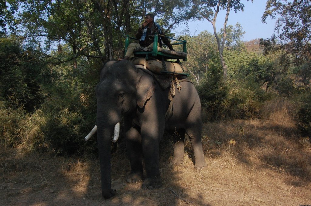 elephant safari | Mogli wildlife resort, Kanha and Bandhavgarh,India | Image #6/17 | 