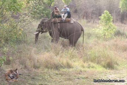 Mogli wildlife resort, Kanha and Bandhavgarh,India | Image #14/17 | 