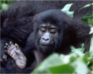 Visit Uganda the best of Africa. | Kampala, Uganda Wildlife & Safari Tours | Bweyogerere, Uganda