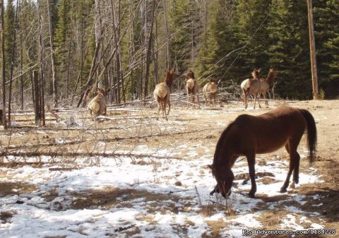 Rocky Mounatin Elk