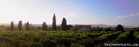 property view | La Frescura agriturismo, to find Sicily | Image #3/12 | 