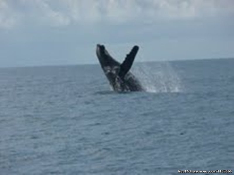 Whale watching between July and October | Brazil, Trancoso: apartment in golf condo at beach | Image #6/6 | 