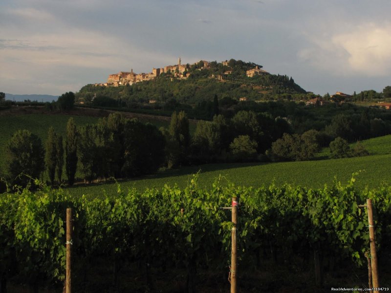 Harvest time | Learn Italian in Tuscany @ Il Sasso | Image #12/17 | 