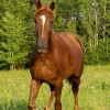 Shangrila Guest Ranch, 1 Hour N of Raleigh, NC horseback riding, trail riding