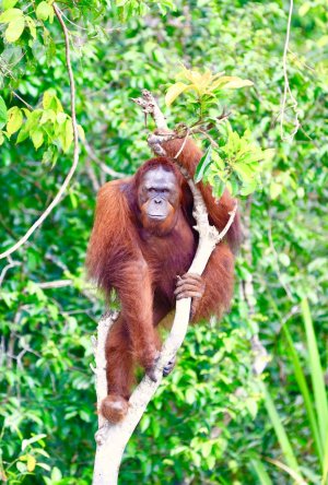 Orangutan River Cruises
