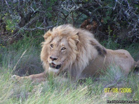 King of the Jungle | The Bush Lodge | Image #4/9 | 