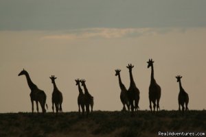 Kruger Park Safaris