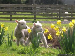 Auckland (NZ) Sheep World Tour | Auckland, New Zealand Sight-Seeing Tours | Pacific Tours