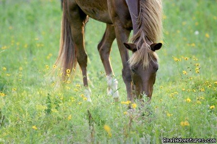 horseback riding and trail riding in VA, near NC | Shangrila Guest Ranch horseback riding, near NC | South Boston, Virginia  | Horseback Riding & Dude Ranches | Image #1/1 | 