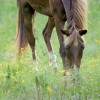 Shangrila Guest Ranch horseback riding, near NC horseback riding and trail riding in VA, near NC