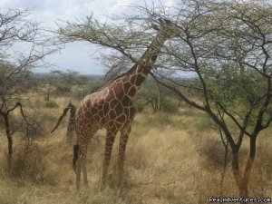 Birding Tours & Wildlife Photography in Kenya-Afri