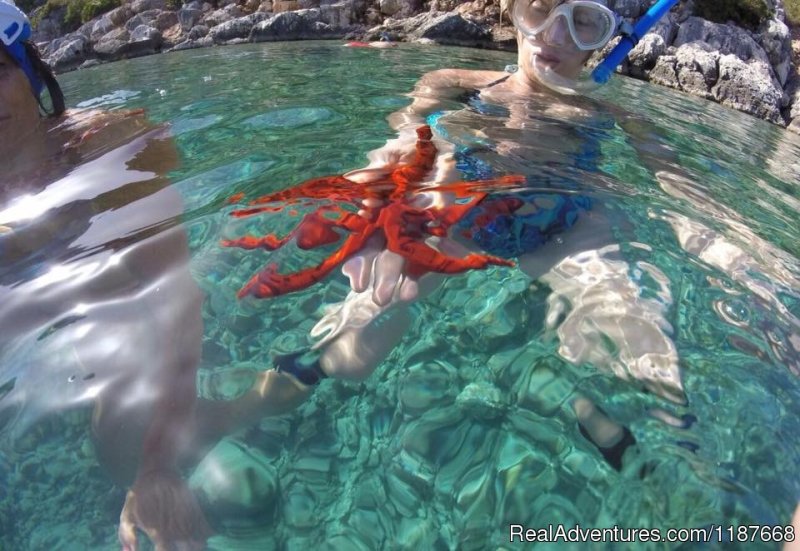 Marine Adventure | Educational and fun snorkelling day trips | Image #3/12 | 