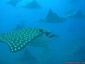 Deep Blue Diving, Costa Rica, Playas Del Coco | Playas del Coco, Costa Rica | Scuba Diving & Snorkeling