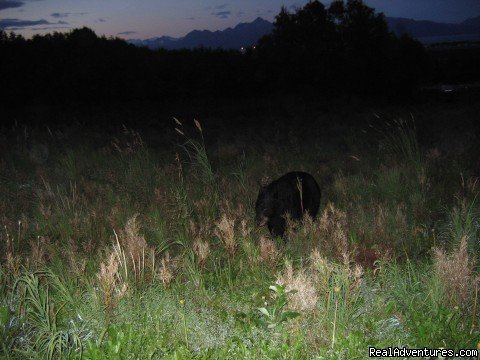 Early morning Black Bear | Little Fireweed Cottage | Image #4/4 | 