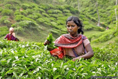 Tea Garden Tour with Bangladesh Expeditions | Bangladesh Tour | Image #8/11 | 