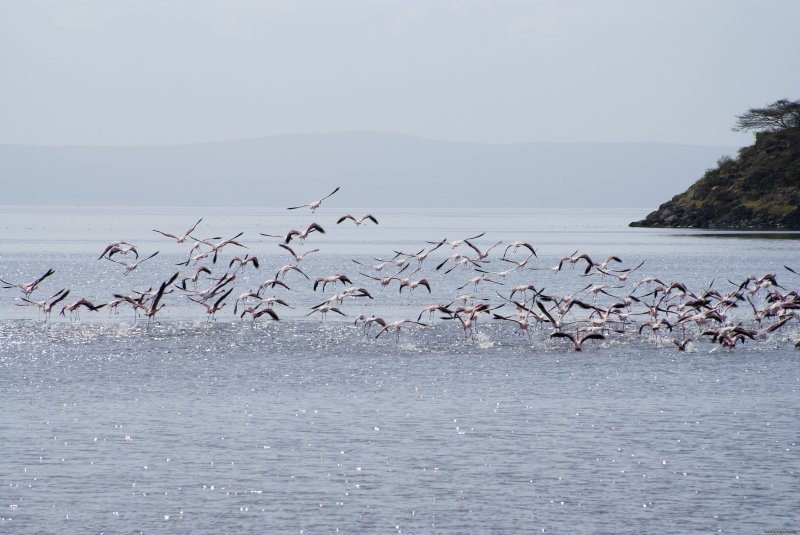 Flamingo on lake shalla | Tours in Ethiopia ..The right way | Image #4/17 | 