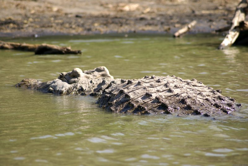 Lake Chamo crocodiles | Tours in Ethiopia ..The right way | Image #14/17 | 