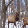 Tennessee's all inclusive hunting ranch Photo #1