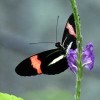 The Wonders of Costa Rica - Fully Customizable Costa Rica Butterfly