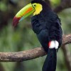 The Wonders of Costa Rica - Fully Customizable Costa Rica Toucan