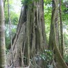 The Wonders of Costa Rica - Fully Customizable Costa Rica Rainforest
