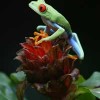 The Wonders of Costa Rica - Fully Customizable Costa Rica Red-eyed Tree Frog