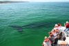 Whale, Dolphin and Seal watching tours | Western, South Africa