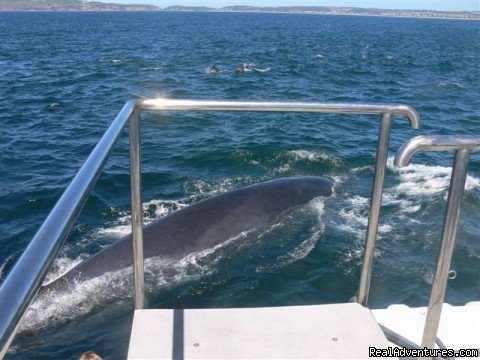 Brydes whale pays visit to our boat | Whale, Dolphin and Seal watching tours | Image #3/5 | 
