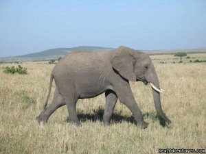 Wildlife Safaris & Beach Holidays In East Africa Photo