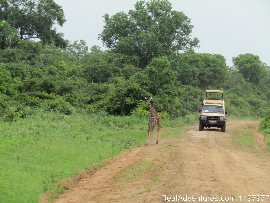 Selous Gr | Uhuru Travel & Tours Ltd | Image #17/20 | 