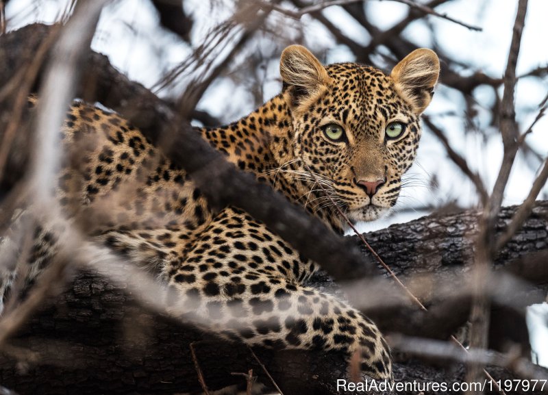 Leopard In Ruaha Np | Uhuru Travel & Tours Ltd | Image #9/20 | 
