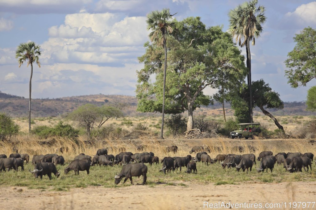 Game Drive In Ruaha Np | Uhuru Travel & Tours Ltd | Image #6/20 | 