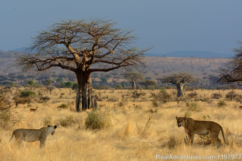 Lions In Ruaha Np | Uhuru Travel & Tours Ltd | Image #7/20 | 