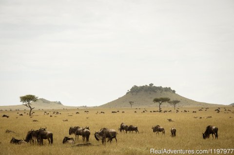 Wildebeests In Serengeti Np