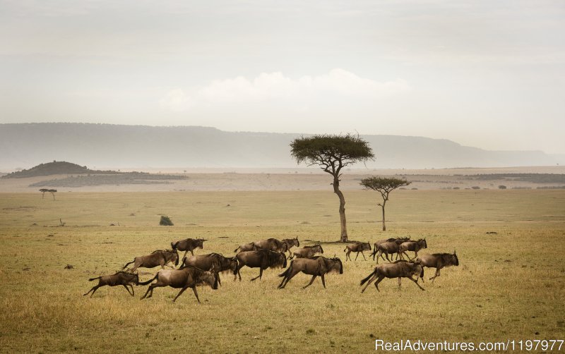 Serengeti Np | Uhuru Travel & Tours Ltd | Image #13/20 | 