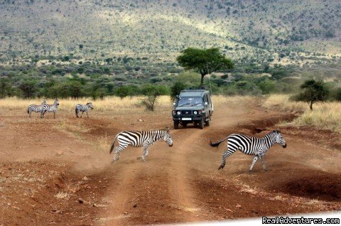 Game Drive In Ngorongoro Crater | Uhuru Travel & Tours Ltd | Image #10/20 | 