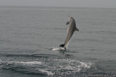 Dolphin Tour In Zanzibar | Uhuru Travel & Tours Ltd | Image #11/20 | 