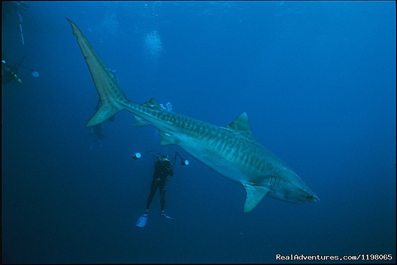 Tiger shark | Pension BOUNTY  Rangiroa Paradise Atoll | Image #8/22 | 