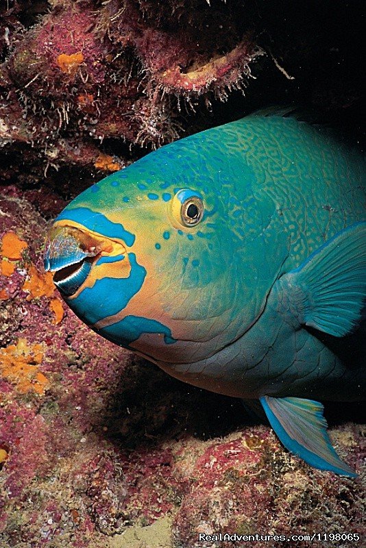 Parot fish | Pension BOUNTY  Rangiroa Paradise Atoll | Image #15/22 | 