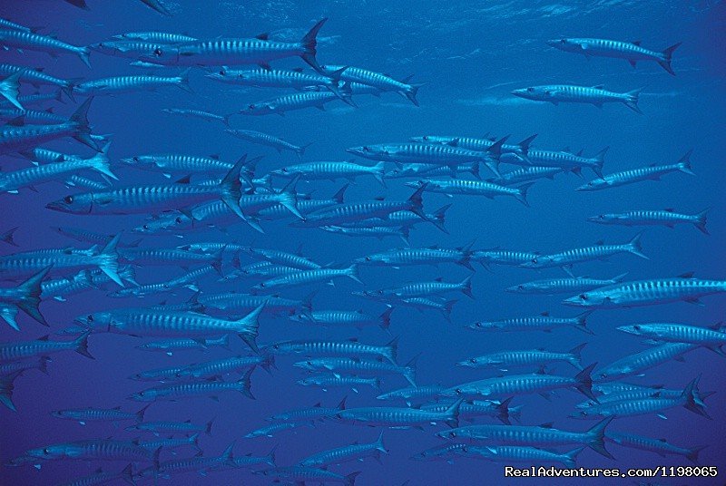 Barracudas | Pension BOUNTY  Rangiroa Paradise Atoll | Image #20/22 | 