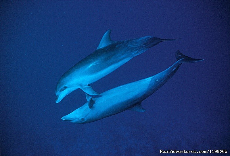 Dolphins | Pension BOUNTY  Rangiroa Paradise Atoll | Image #21/22 | 