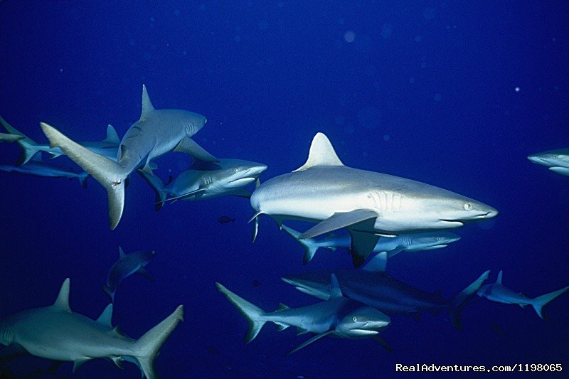 Gray sharks | Pension BOUNTY  Rangiroa Paradise Atoll | Image #6/22 | 