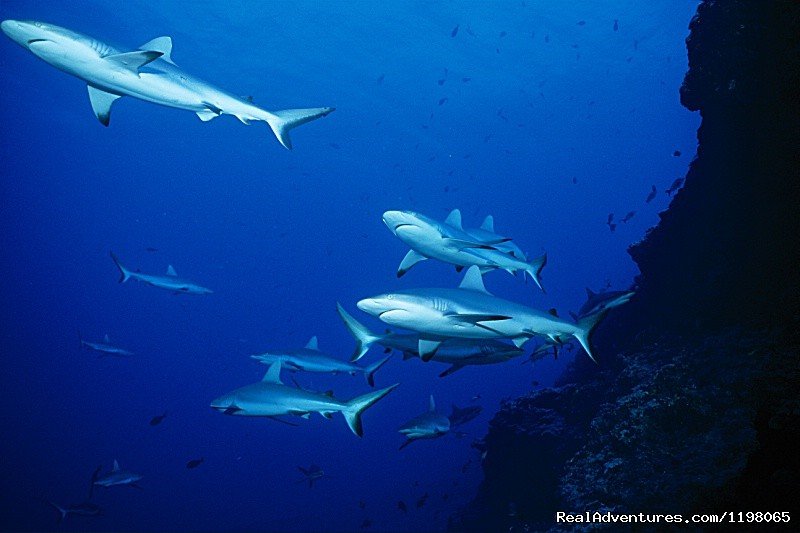 Grey sharks | Pension BOUNTY  Rangiroa Paradise Atoll | Image #22/22 | 