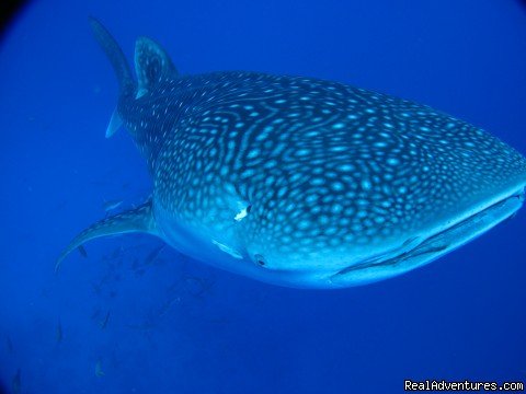 Whale shark | Pension BOUNTY  Rangiroa Paradise Atoll | Image #14/22 | 