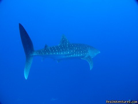 whale shark | Pension BOUNTY  Rangiroa Paradise Atoll | Image #18/22 | 