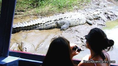 Sleeping crocodile  | Crocodiles On The Tarcoles River With Bill Beard's | Image #2/10 | 