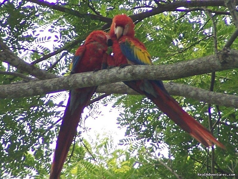 Scarlet Macaws | Crocodiles On The Tarcoles River With Bill Beard's | Image #4/10 | 